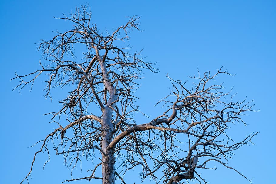 tree, old, himmel, sky, blue, bare tree, branch, plant, nature HD wallpaper