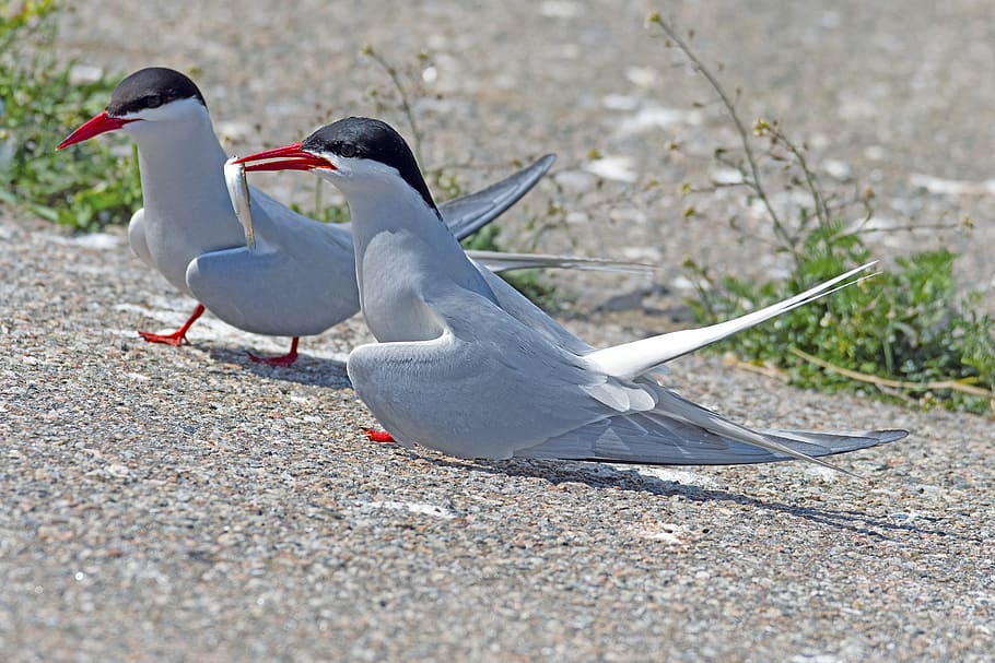 Arctic Tern, Courtship Feeding, eider barrage, terns, north sea