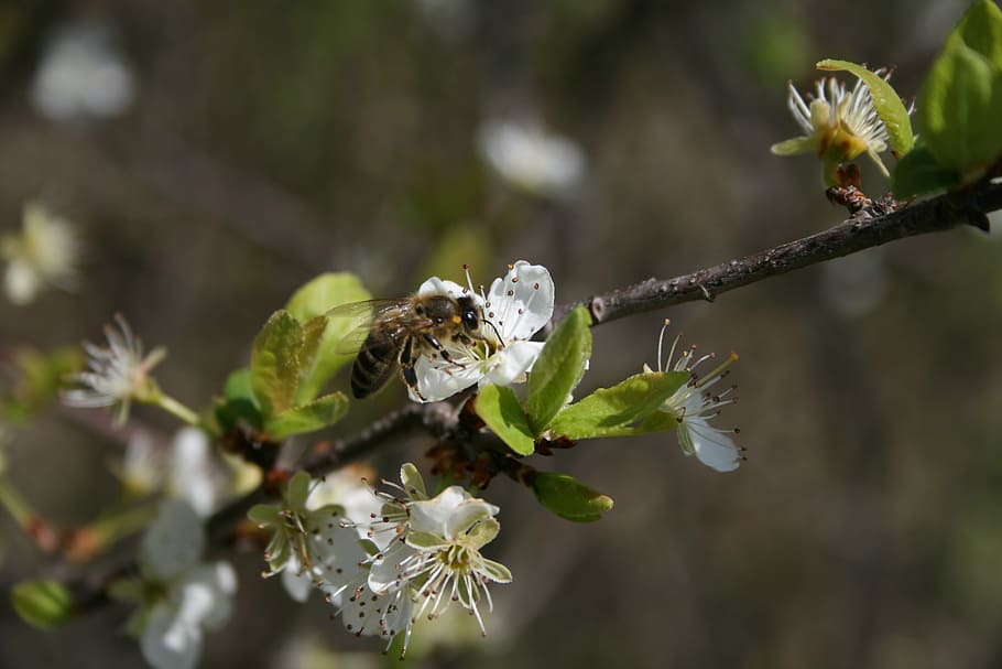 spring, bee, insect, flower, nature, garden, honey, blossom HD wallpaper