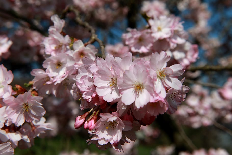 cherry, blossom, bloom, macro, cherry blossom, flower, flowering plant HD wallpaper