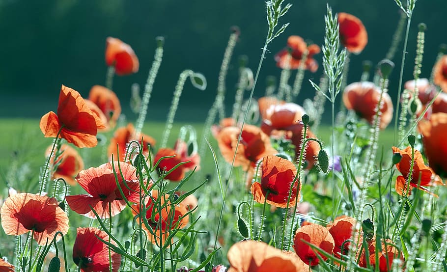 poppies, red, the beasts of the field, flowers, meadow, grass