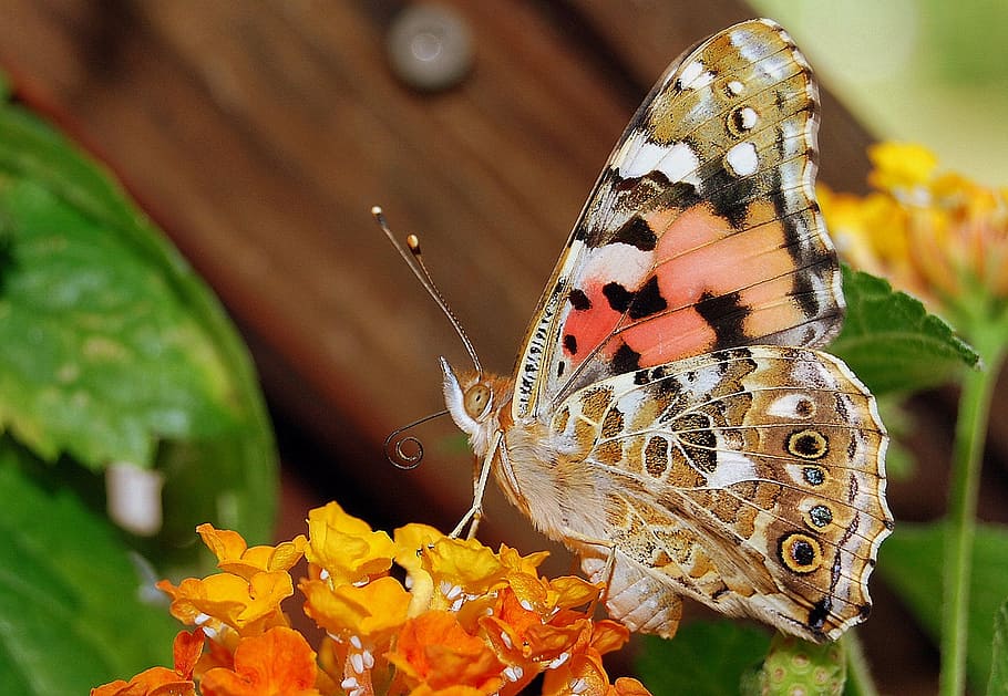 brown, black, and orange butterfly perched on orange and yellow petaled flowers, HD wallpaper