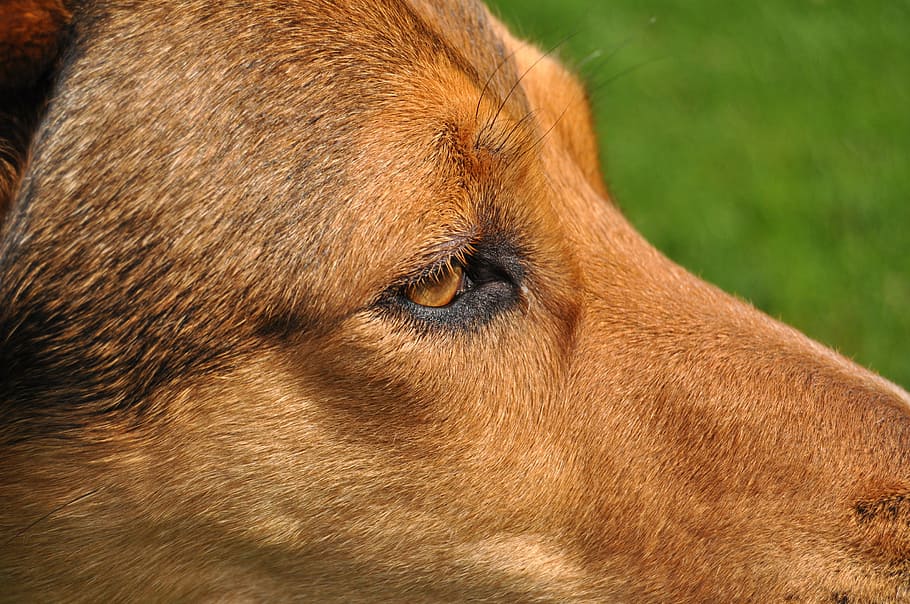 dog, eye, close, pet, one animal, domestic animals, pets, animal themes HD wallpaper