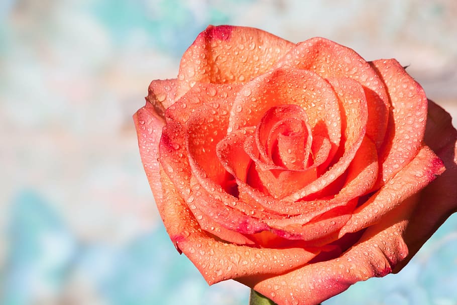macro photography of orange rose, composites, blossom, bloom HD wallpaper