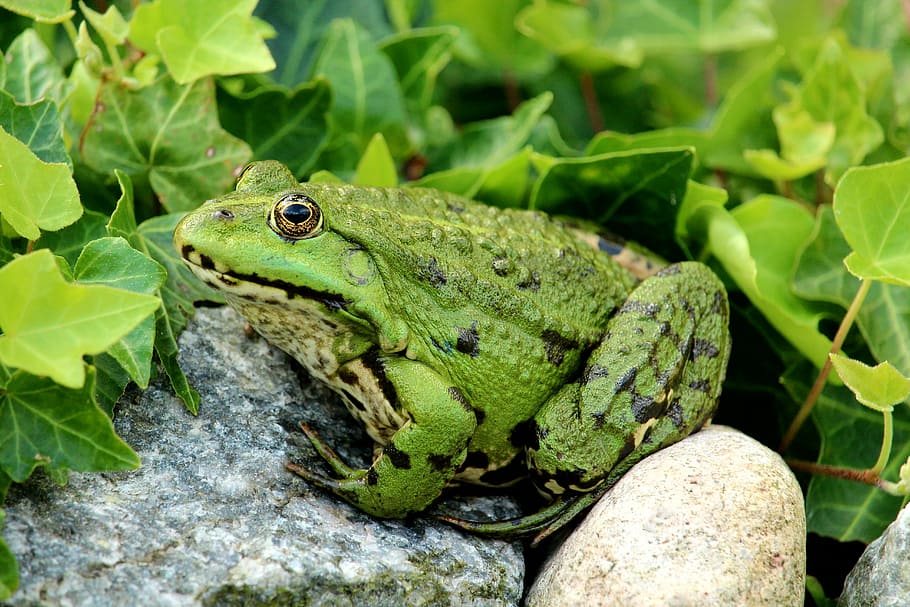 green frog, frog pond, close up, sitting, animal themes, animal wildlife HD wallpaper