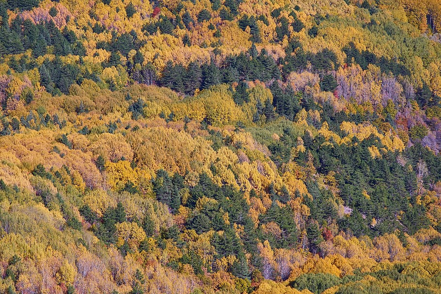 autumn, forest, yellow, nature, beautiful, landscape, trees, HD wallpaper