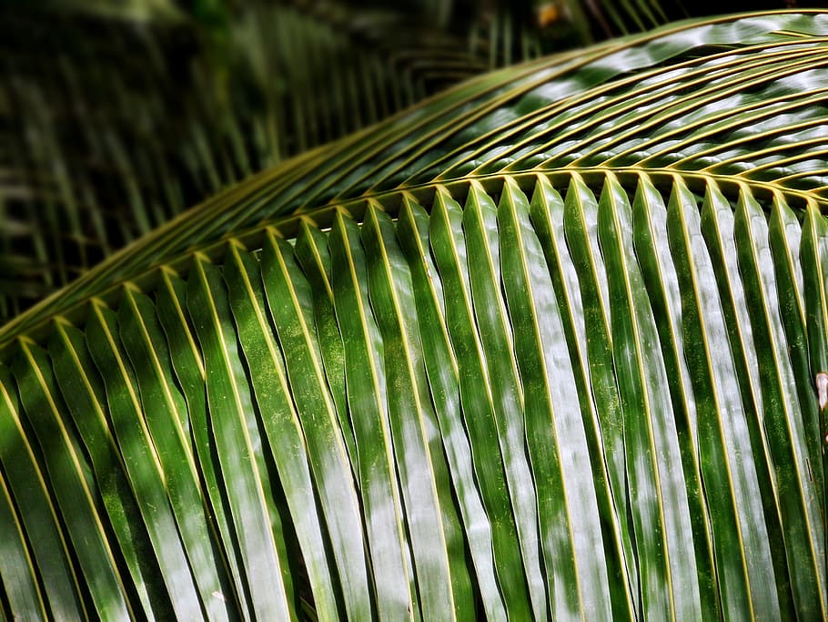 coconut leaf, palm, tree, tropical, summer, nature, plant, green, HD wallpaper