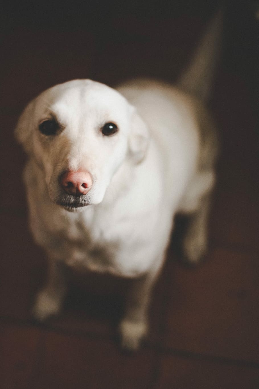 short-coated white dog, selective focus photography of white dog sitting, HD wallpaper