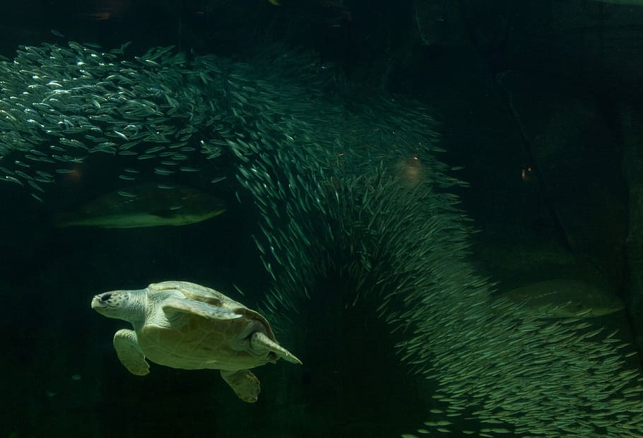 Turtle, Aquarium, Fish Tank, underwater, animals in the wild HD wallpaper
