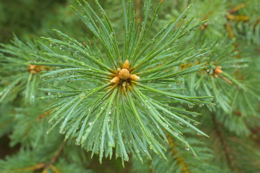 spruce, green, needle, pine, tree, wood, coniferous, the details of the HD wallpaper