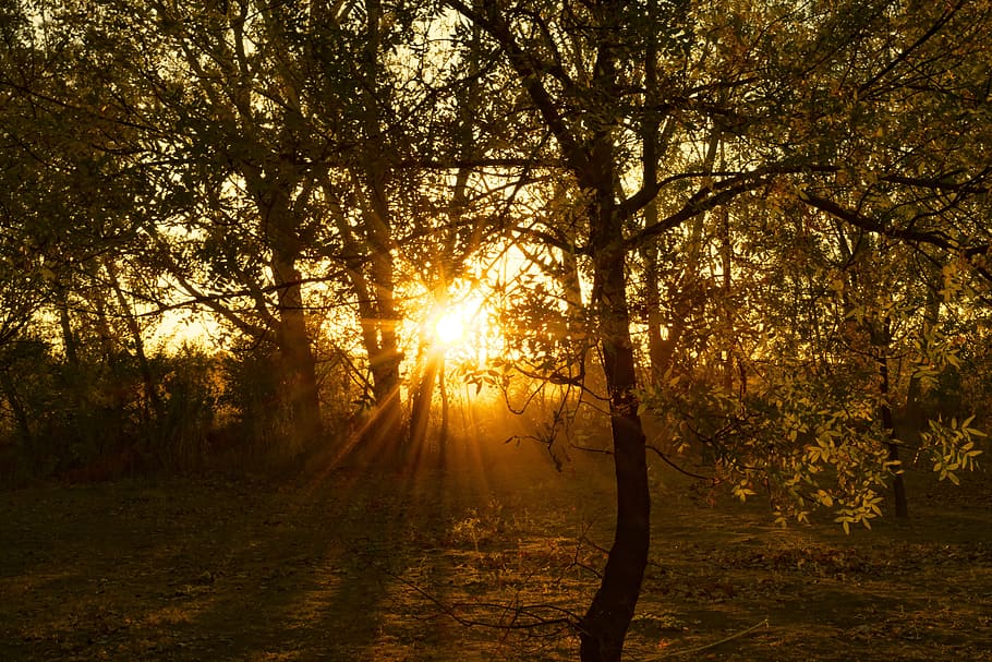 magic hour, sunset, forest, tale, evening sun, setting sun HD wallpaper