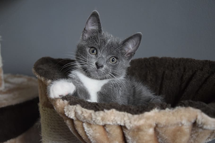 kitten, grey, cute, cat, pets, domestic, domestic animals, mammal HD wallpaper