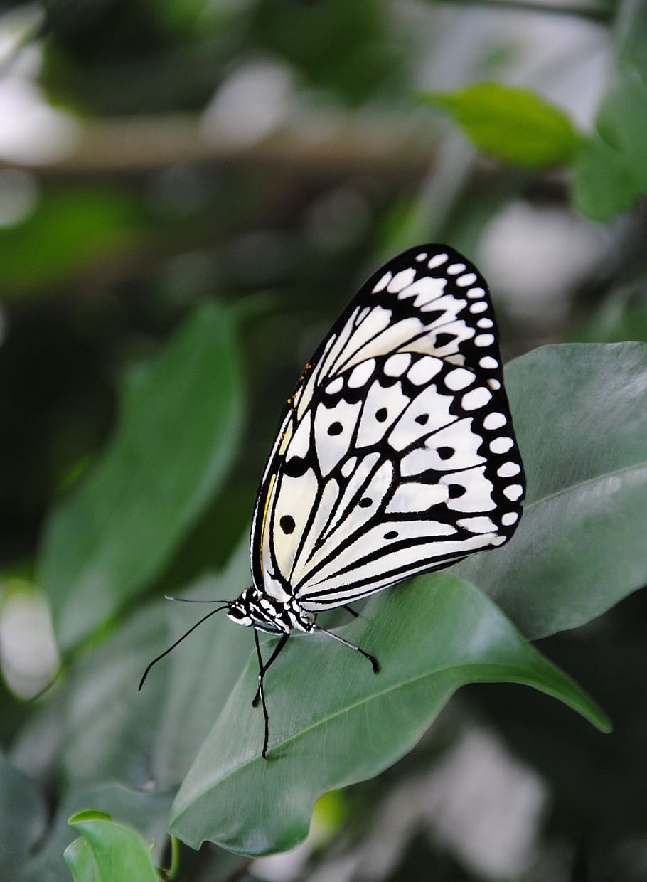 paperwhite butterfly on green leaf during daytime, insect, nature, HD wallpaper