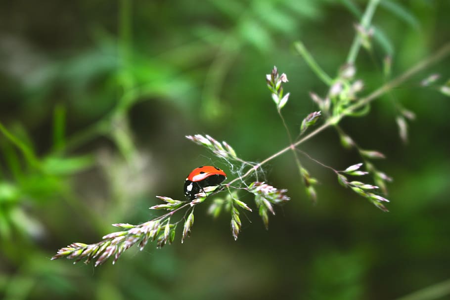 ladybug, beetle, macro, close-up, animal themes, insect, invertebrate HD wallpaper