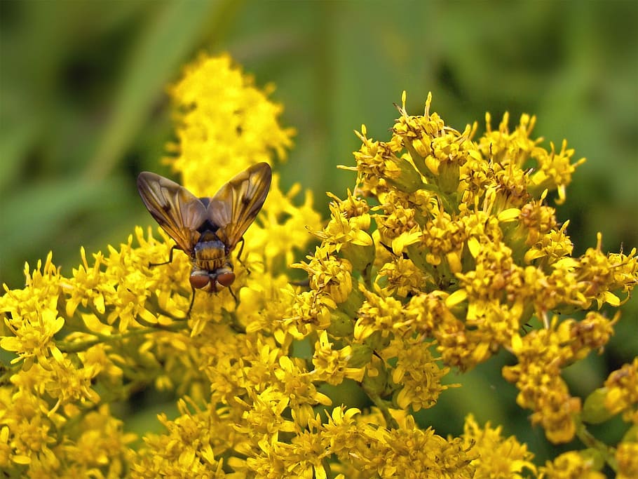 Fly, Yellow, Flowers, Insects, one animal, plant, animal themes HD wallpaper