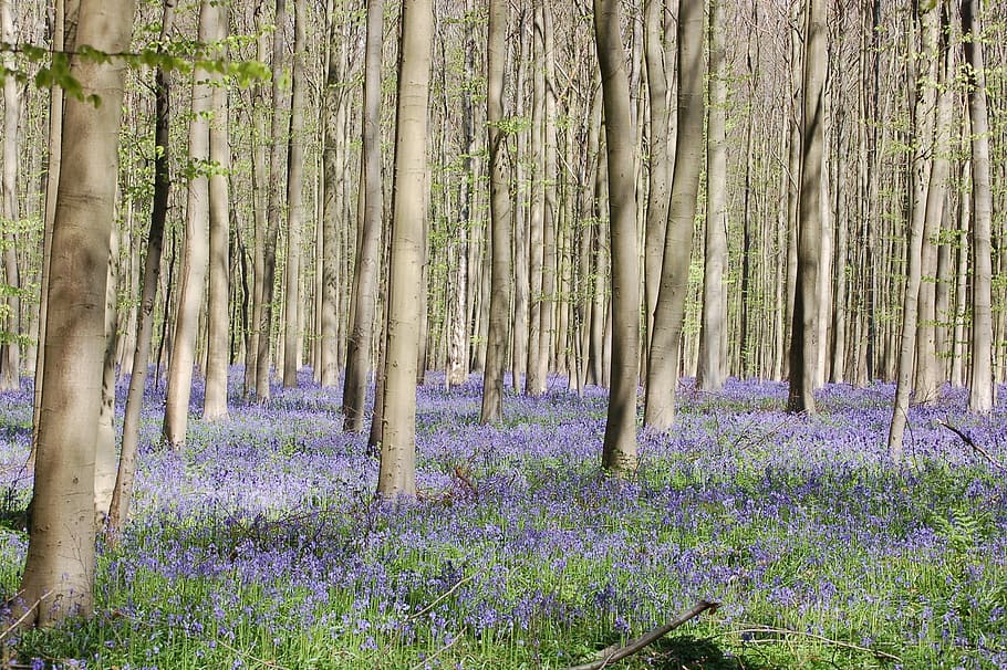 Forest, Trees, Flowers, Nature, Wood, scenery, green, plant HD wallpaper