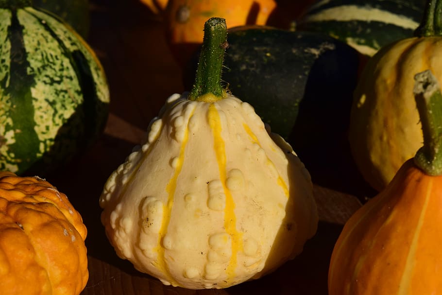 decorative squashes, pumpkins, yellow, beautiful, autumn, late summer HD wallpaper