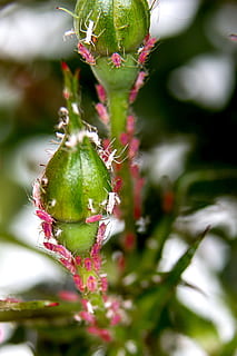 Lice, Aphids, Infestation, Pest Control, vermin, lice infestation HD wallpaper
