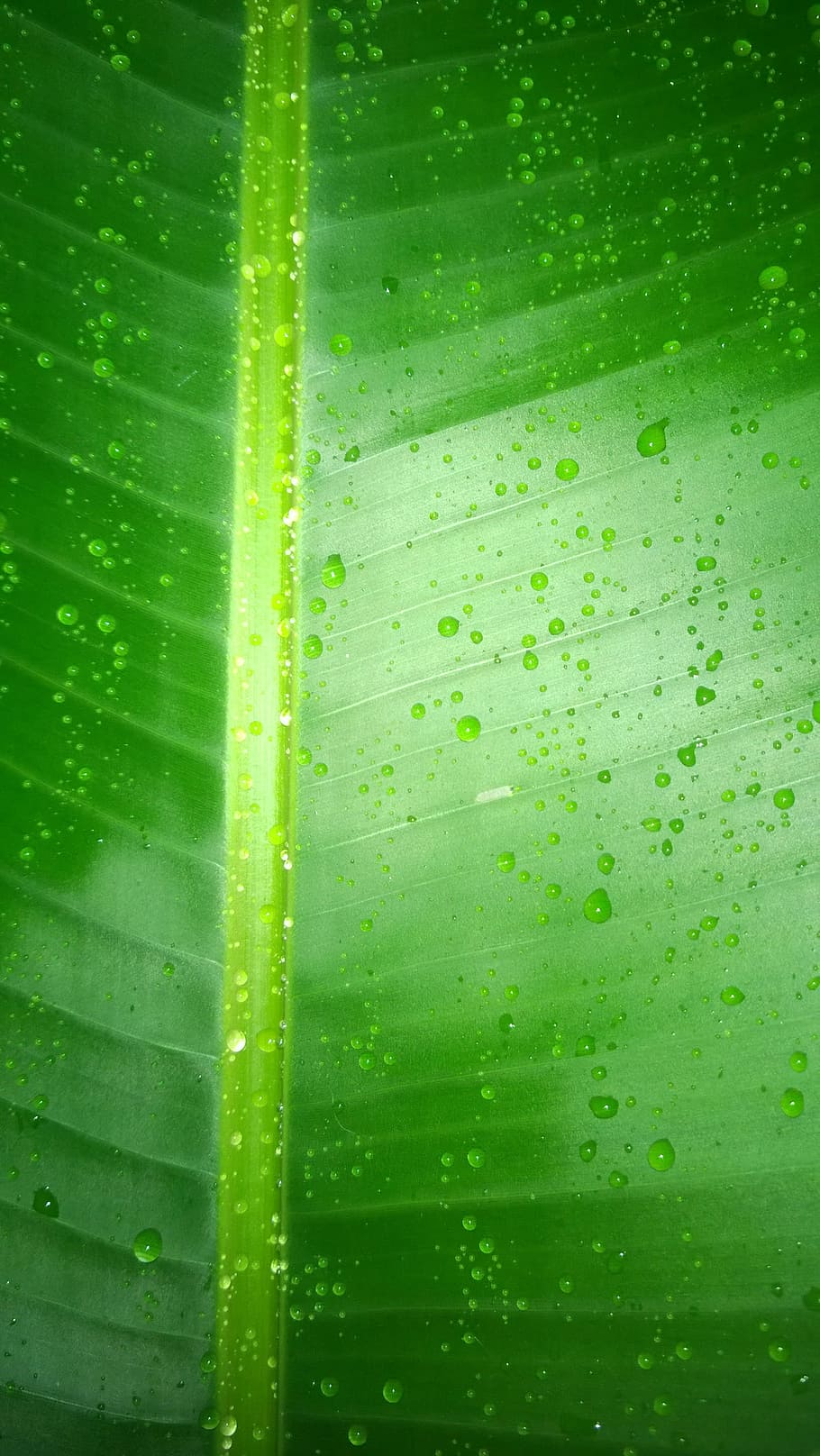 Leaf, Green, Water, Foliage, green leaves, nature, garden, green sheet HD wallpaper