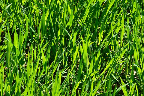 green leafed grasses, plant, growth, rush, field, meadow, nature HD wallpaper