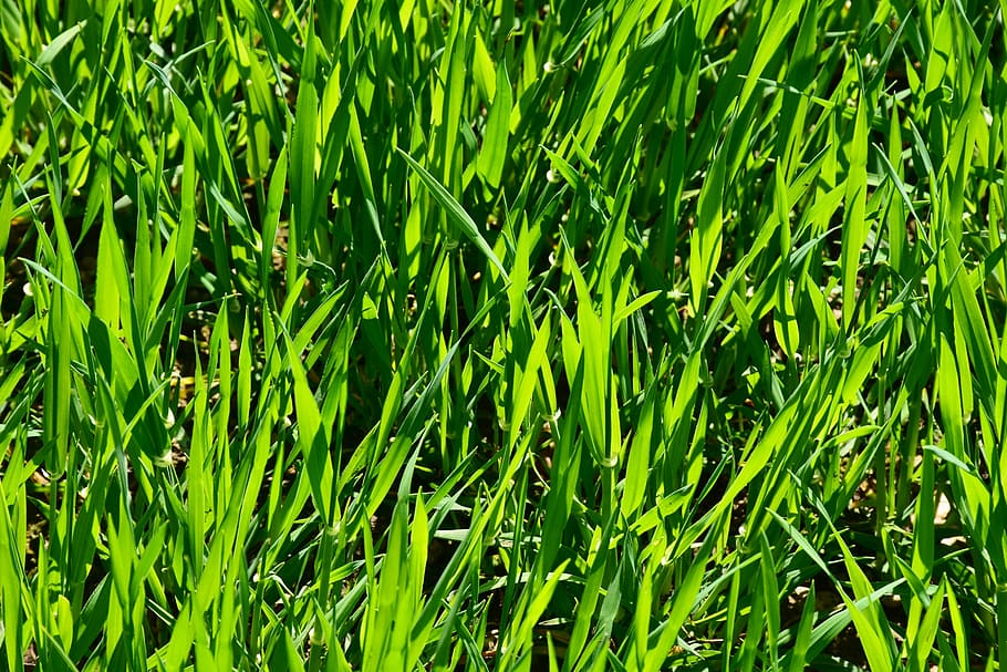 green leafed grasses, plant, growth, rush, field, meadow, nature