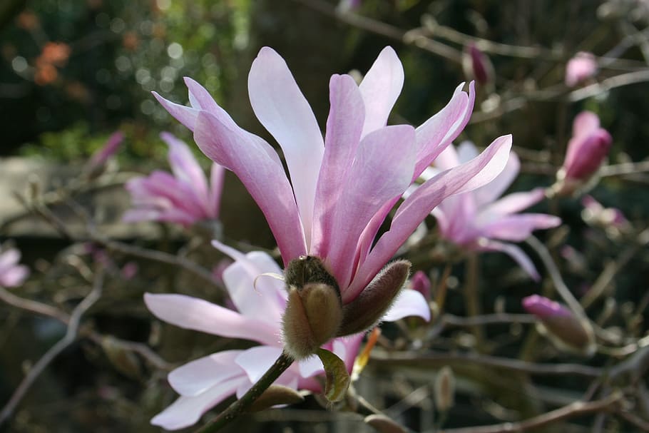 Magnolia, Bloom, Spring, Tree, Nature, blossom, plant, flower HD wallpaper