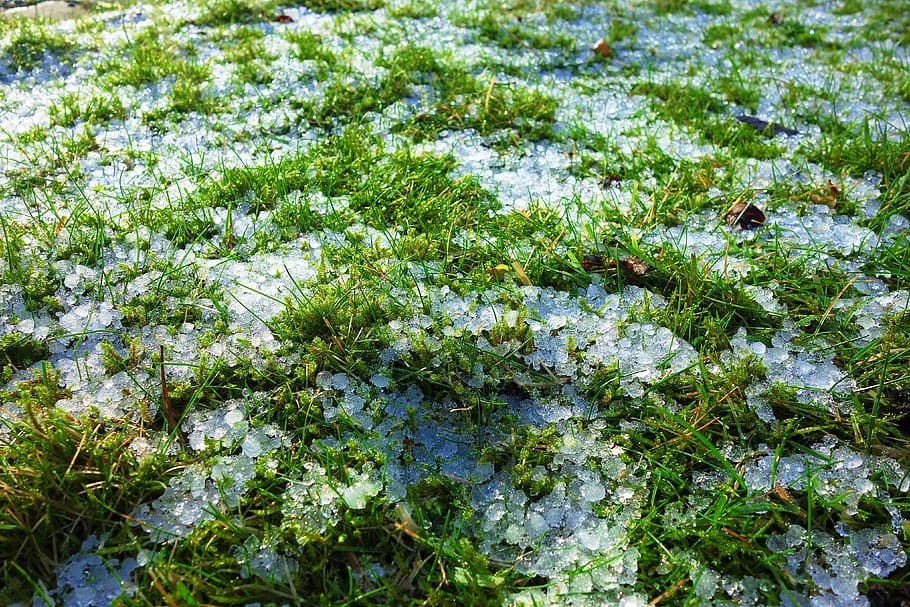 grass, field, ice, ice crystals, frost, frozen, zing, cold HD wallpaper