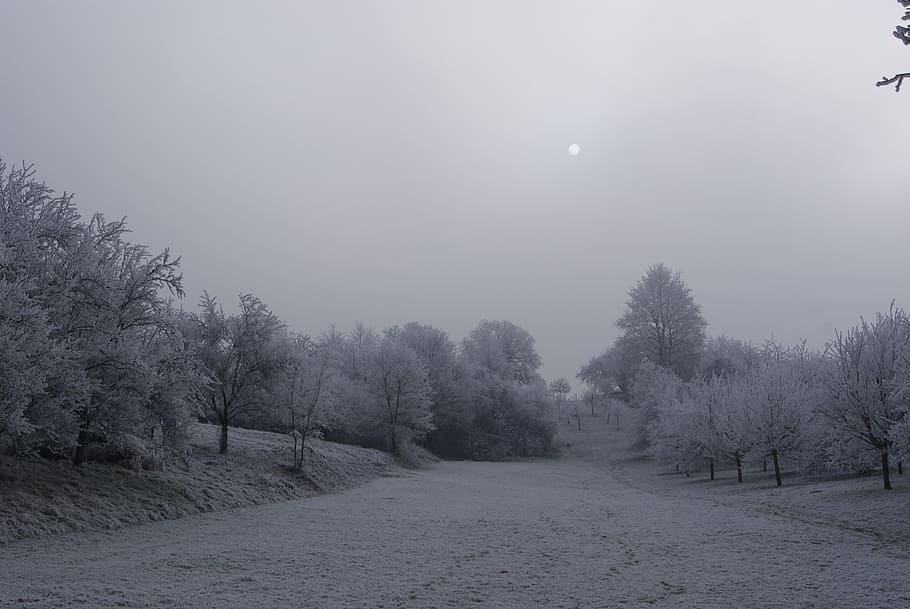 snow, wintry, winter, tree, winter magic, snow landscape, plant HD wallpaper