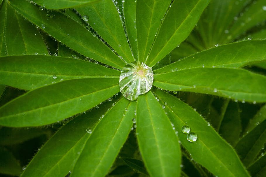 rain, drip, leaves, water, wet, macro, raindrop, leaf, drop of water HD wallpaper