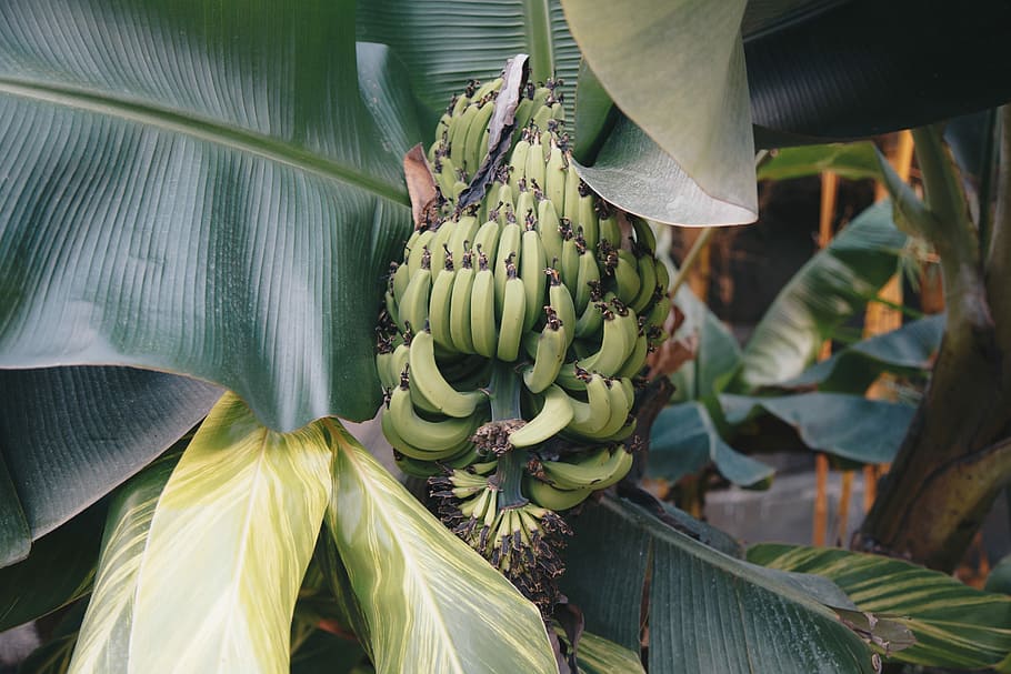 green banana tree, green banana fruits with leaves, leaf, tropical HD wallpaper