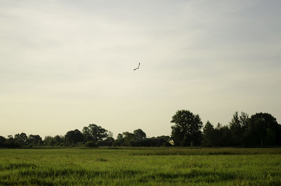 scenery of trees, green grass below flying bird across green trees photo during daytime HD wallpaper