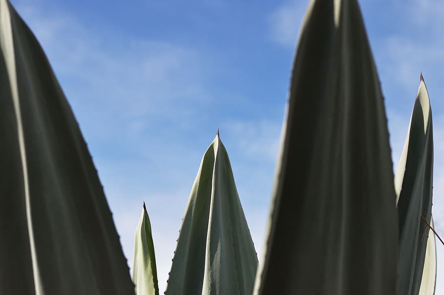 plant, green, agave, close-up, daylight, grow, prickly, sharp HD wallpaper
