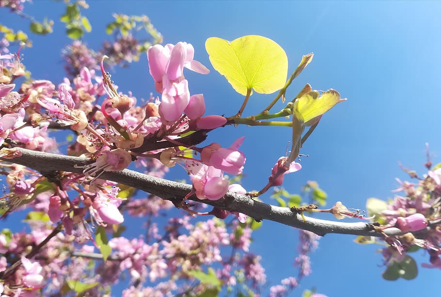 flower, tree, branch, cherry, flowering plant, beauty in nature HD wallpaper