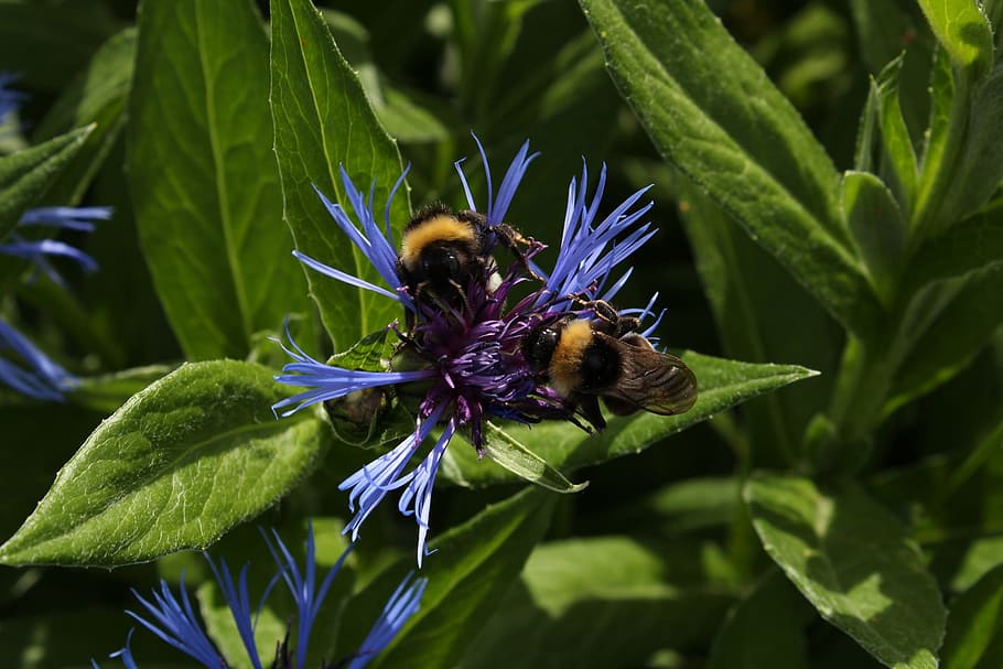 nature, insect, summer, sheet, plant, invertebrate, animal themes HD wallpaper