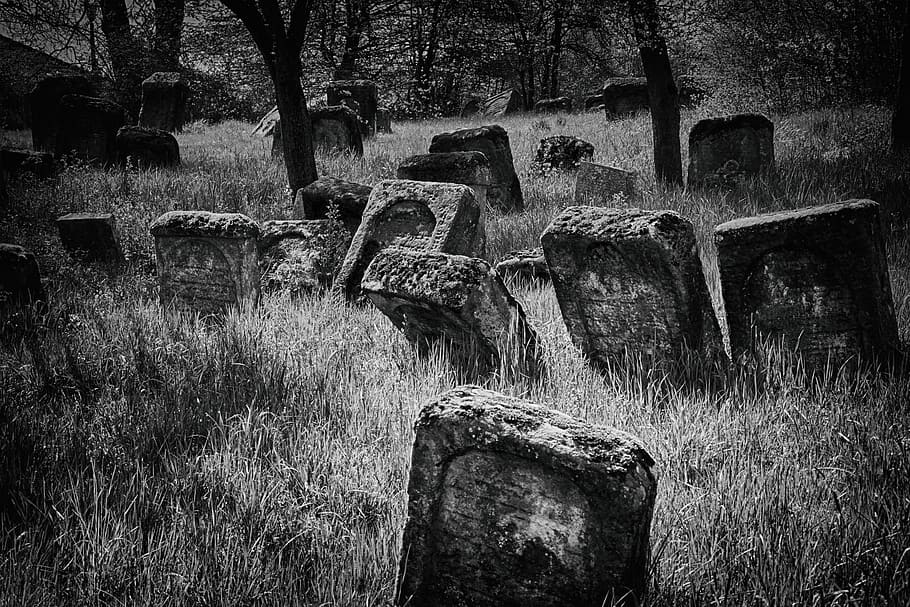 nature, old, tree, stone, black and white photography, jewish HD wallpaper