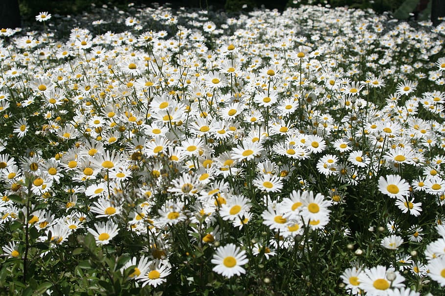 jeju-island-arboretum-flowers-garden.jpg