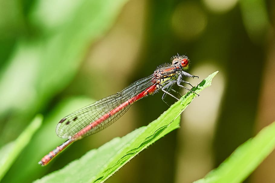 dragonfly, nature, close, insect, macro, animal, red dragonfly HD wallpaper