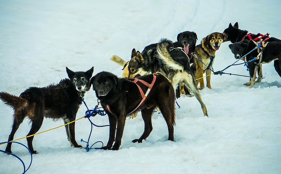 sled-dogs-alaska-dog-sled-sled.jpg