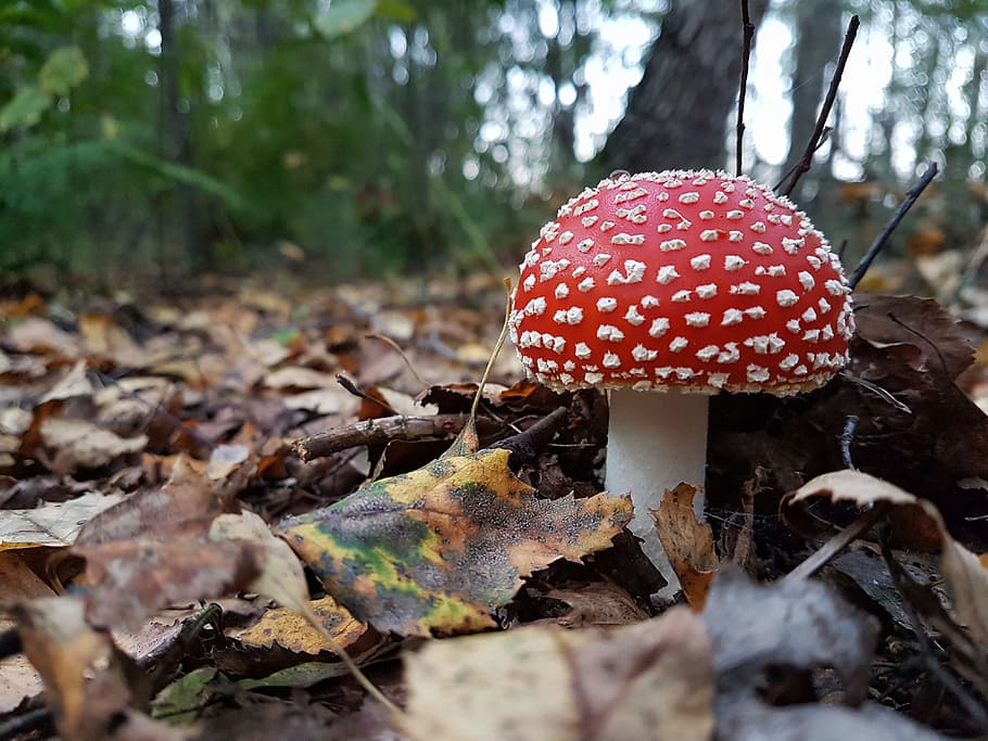 red mushroom on ground at daytime, autumn, background, branch HD wallpaper