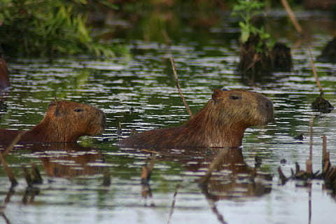 capybara, mud, grass, water, animal, animal themes, animal wildlife HD wallpaper