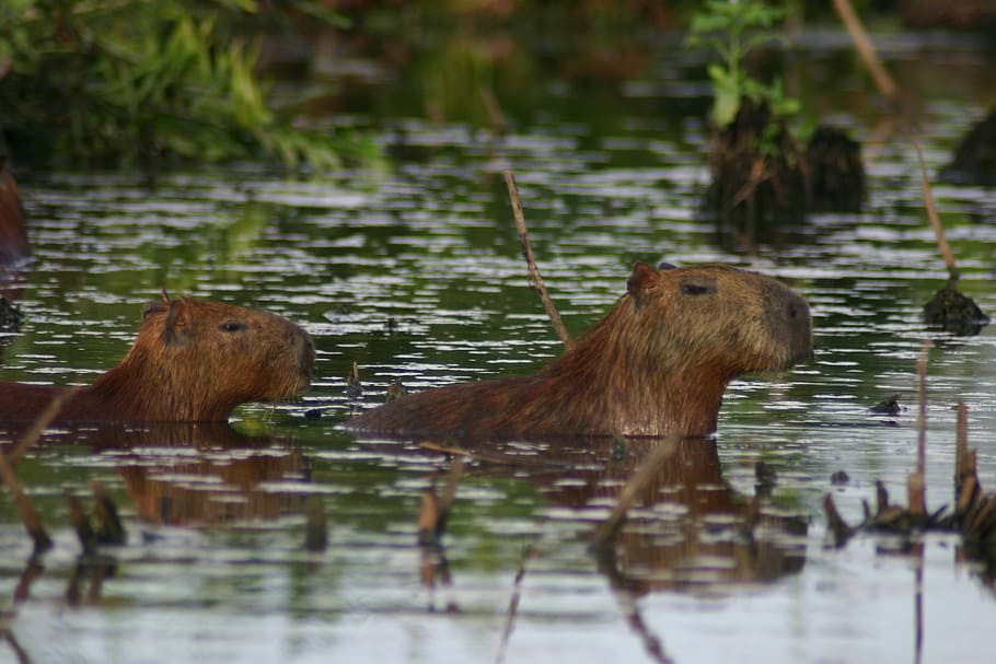 capybara, mud, grass, water, animal, animal themes, animal wildlife HD wallpaper