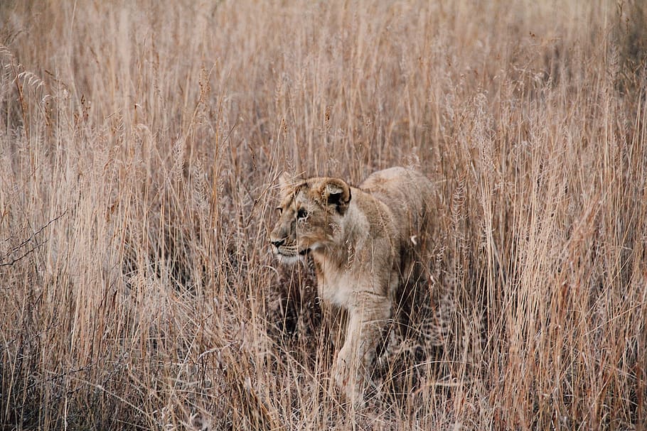 gray and brown lion surrounded by brown grass, lioness ready to hunt food HD wallpaper