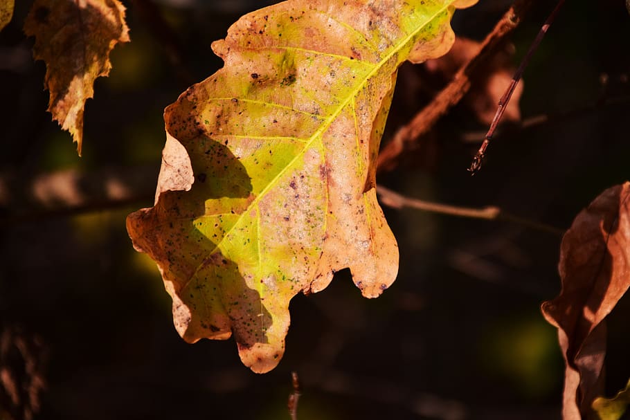 leaf, autumn, leaves, dry, oak leaf, oak leaves, nature, october HD wallpaper