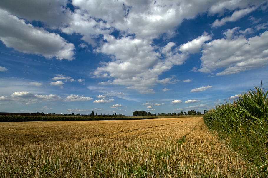 clouds, cereals, field, summer sky, landscape, agriculture HD wallpaper