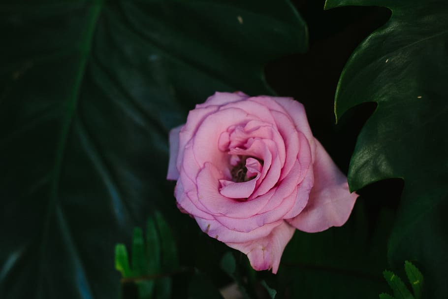 pink multi-petaled flower, pink rose close up photo, plant, rose - Flower HD wallpaper