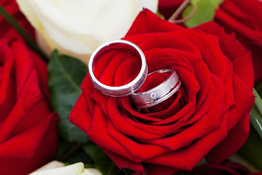 two silver-colored rings on red flower, rose, wedding, together, HD wallpaper