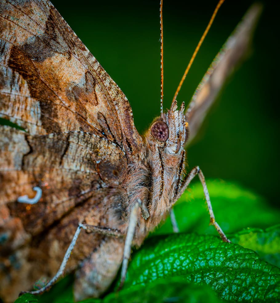 butterfly, lepidoptera, macro, animal wildlife, animal themes HD wallpaper
