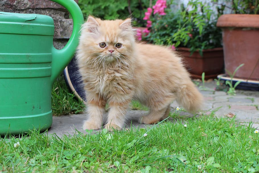 cat, kitten, red tomcat, furry, pet, wildlife photography, animal portrait HD wallpaper