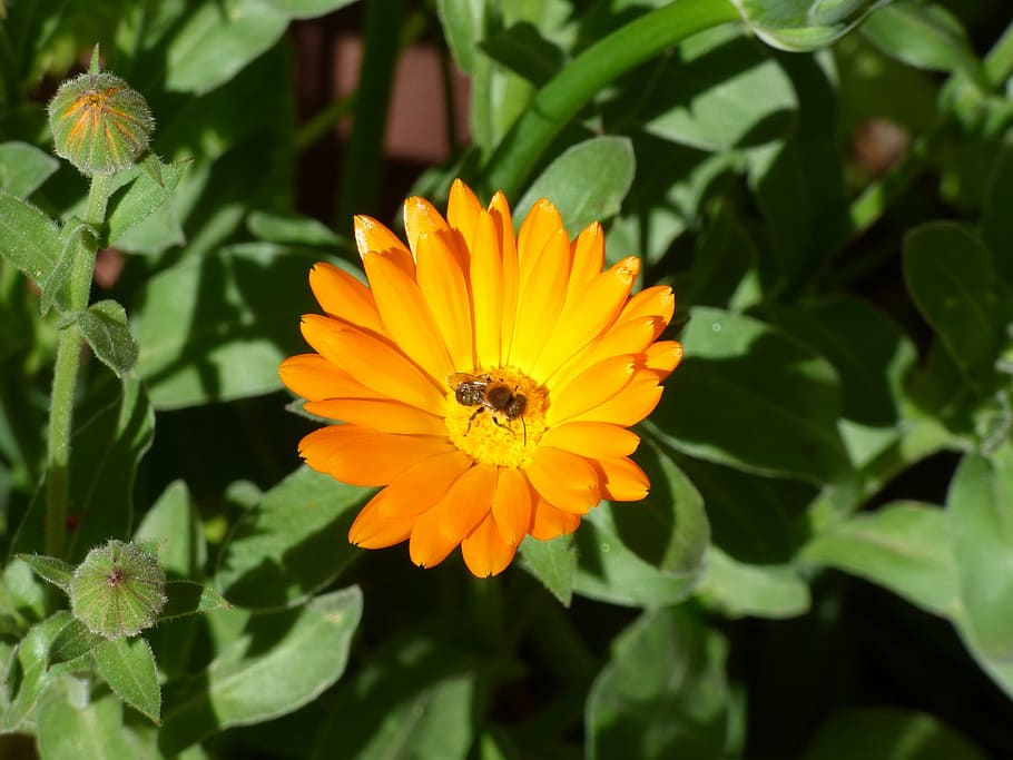 flower, bee, petals, spring, insect, yellow, garden, green HD wallpaper