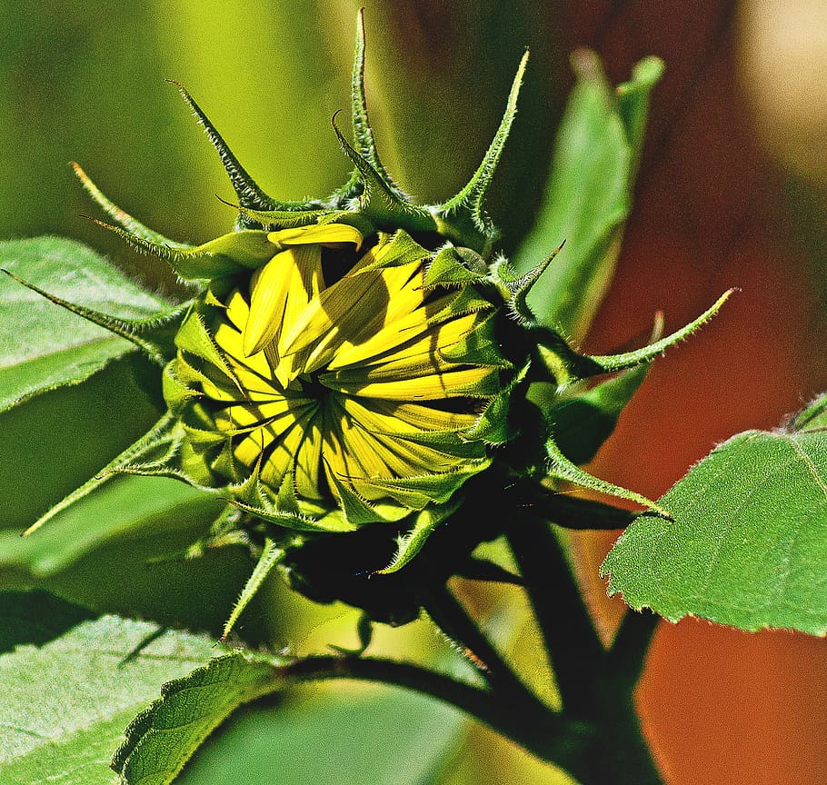 sunflower, young, collapsed, blooming, small, dashing, plant HD wallpaper